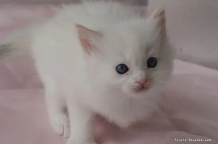 ID：2101-00443の子猫