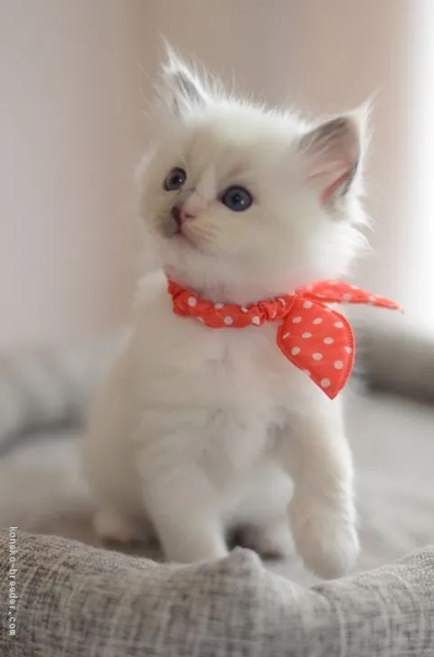 ID:2004-00006の子猫