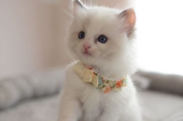 ラグドール【神奈川県・女の子・2020年2月15日・ブルートーティポイントバイカラー】の写真「女の子らしいやさしさを持った可愛い顔をしています」