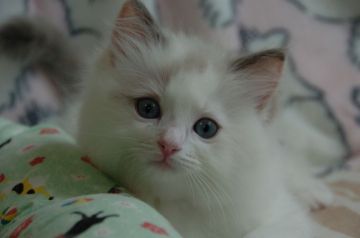 ラグドール【神奈川県・女の子・2021年11月28日・ブルートーティポイントバイカラー】の写真「やさしさを持った可愛い顔、人懐こい性格をしています」