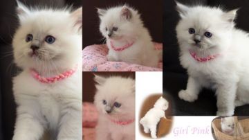 ラグドール【神奈川県・女の子・2019年3月23日・ブルートーティポイントミテッド】の写真「とても大きく育っています。」