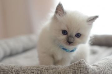 ラグドール【神奈川県・男の子・2020年2月15日・ブルーポイントミテッド】の写真「やんちゃで甘えんぼです」