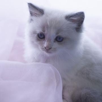 ラグドール【神奈川県・女の子・2022年6月9日・ブルーポイントバイカラー】の写真「優しい目をしていて、抱っこも我慢できます」