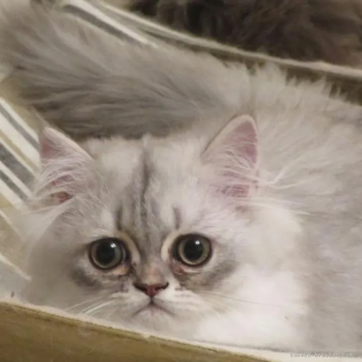 ID:2207-02359の子猫