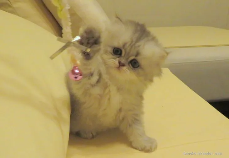 ID:2008-02152の子猫