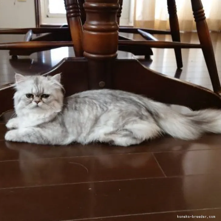 ID：2302-01754の子猫