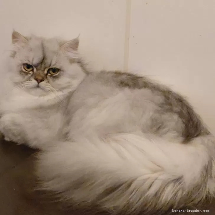 ID：2309-02828の子猫