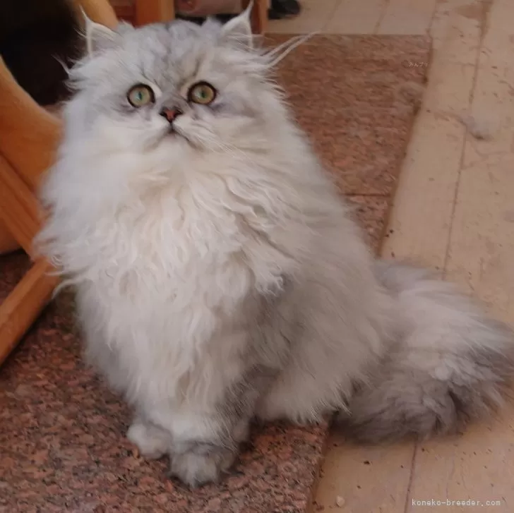 ID:2309-02825の子猫
