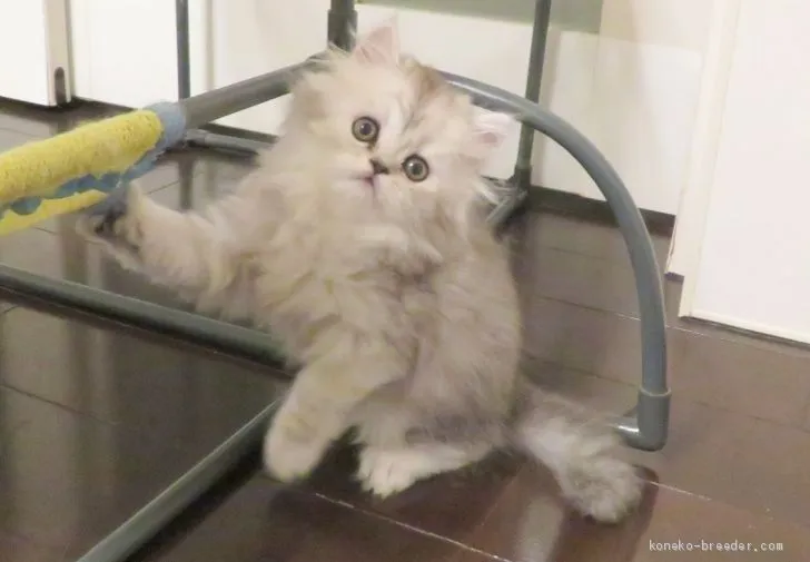 ID:2101-01364の子猫