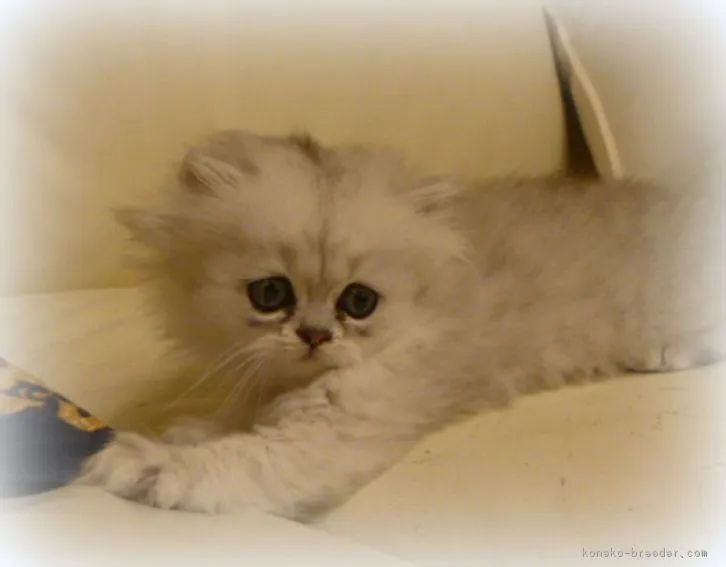 ID：1606-00984の子猫
