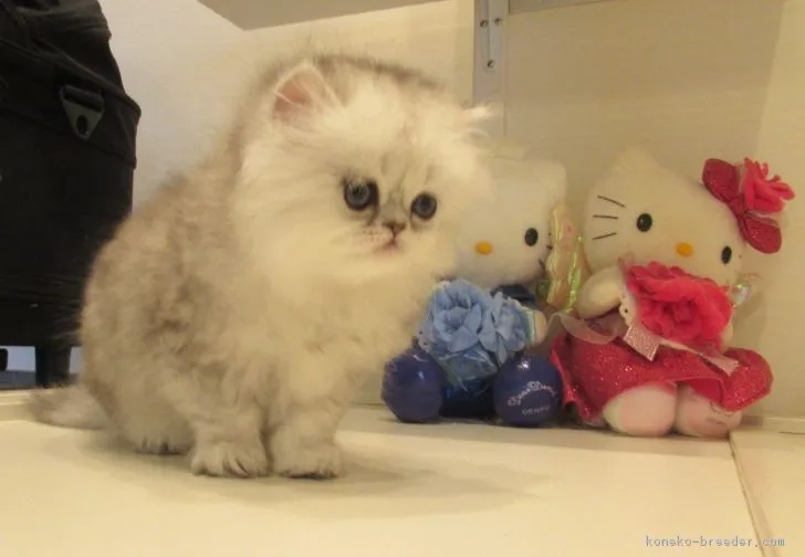 ID:1705-00624の子猫