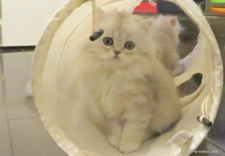 ID：2101-01360の子猫