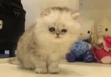 ペルシャ(チンチラ)【愛媛県・女の子・2017年4月14日・シューデッドシルバー】の写真2