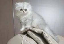 ペルシャ(チンチラ)【愛媛県・女の子・2020年12月18日・シェーデッドシルバー】の写真3