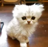 ペルシャ(チンチラ)【愛媛県・男の子・2025年7月26日・シェーデッドシルバー】の写真10