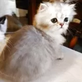 ペルシャ(チンチラ)【愛媛県・男の子・2025年7月26日・シェーデッドシルバー】の写真8