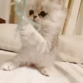 ペルシャ(チンチラ)【愛媛県・男の子・2025年4月1日・シェーデッドシルバー】の写真7