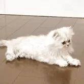 ペルシャ(チンチラ)【愛媛県・男の子・2025年7月26日・シェーデッドシルバー】の写真4