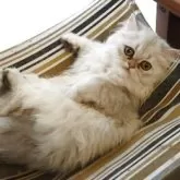 ペルシャ(チンチラ)【愛媛県・女の子・2025年4月26日・シェーデッドシルバー】の写真2