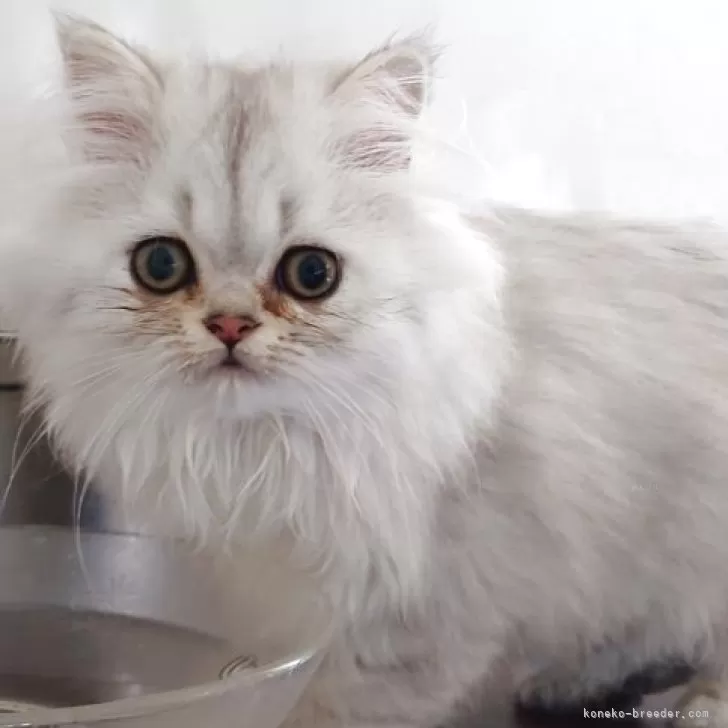 ペルシャ(チンチラ)【愛媛県・男の子・2025年7月26日・シェーデッドシルバー】の写真1