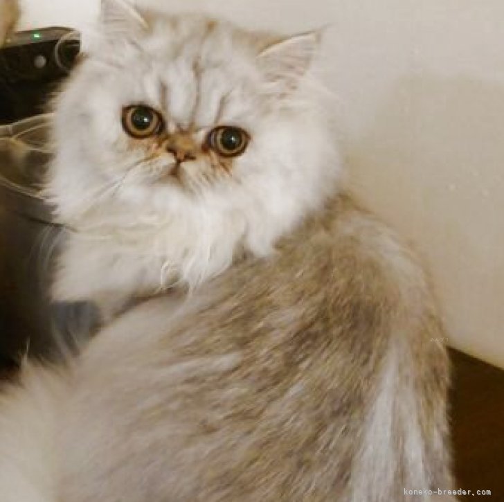 ブリーダー画像