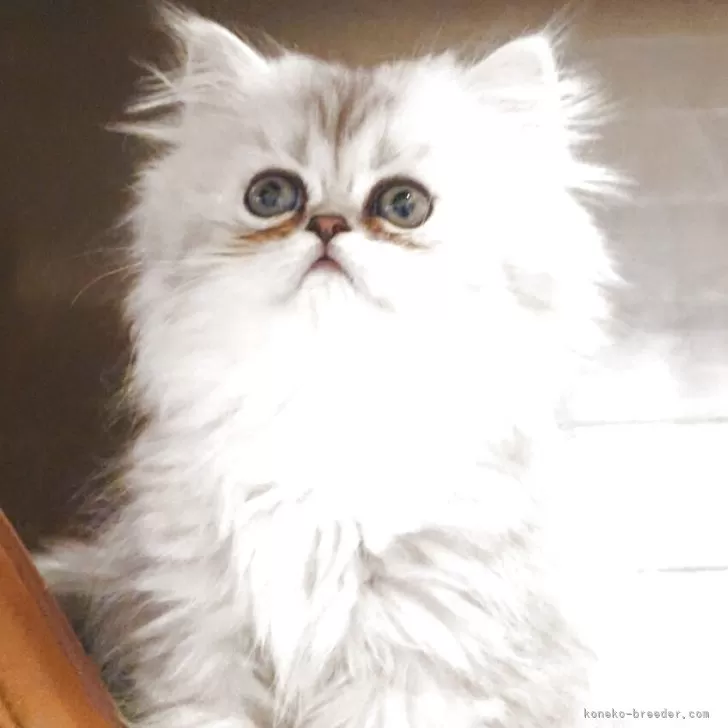 ID:2506-02727の子猫
