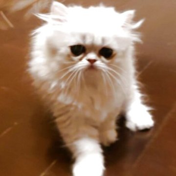 ペルシャ(チンチラ)【愛媛県・男の子・2025年7月26日・シェーデッドシルバー】の写真「とても愛らしいお顔の男の子」