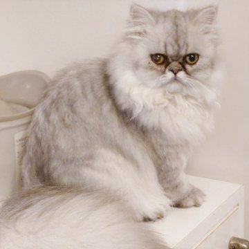 ペルシャ(チンチラ)【愛媛県・女の子・2025年4月1日・シェーデッドシルバー】の写真「ちょっぴりたれ目の可愛い子です♪」