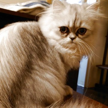 ペルシャ(チンチラ)【愛媛県・女の子・2025年4月1日・シェーデッドシルバー】の写真「綺麗なお目目の美人さん」