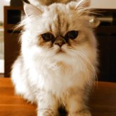 ペルシャ(チンチラ)