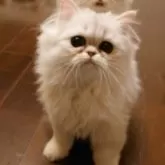 ペルシャ(チンチラ)