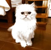 ペルシャ(チンチラ)
