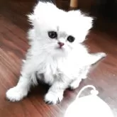 ペルシャ(チンチラ)