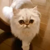 ペルシャ(チンチラ)