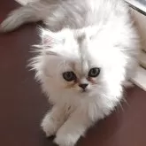 ペルシャ(チンチラ)