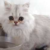 ペルシャ(チンチラ)