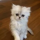 ペルシャ(チンチラ)