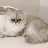ペルシャ(チンチラ)