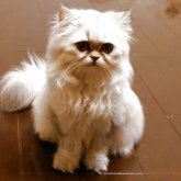 ペルシャ(チンチラ)