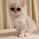 ペルシャ(チンチラ)