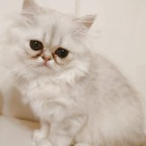 ペルシャ(チンチラ)