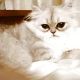 ペルシャ(チンチラ)