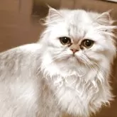 ペルシャ(チンチラ)