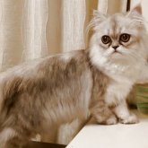 ペルシャ(チンチラ)