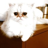 ペルシャ(チンチラ)