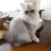 ペルシャ(チンチラ)