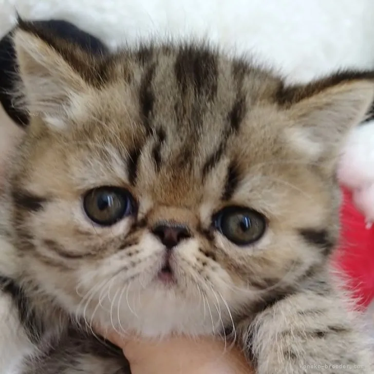 ID:2311-00830の子猫