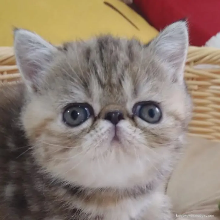 ID:2302-02111の子猫