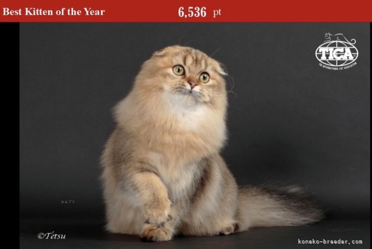 【2024-25年度TICA ASIA EAST Regional BEST KITTEN】｜久保田　彩(くぼた　あや)ブリーダー(千葉県・スコティッシュフォールドなど・CFA/TICA/PCM(TICA傘下)四代血統書登録)の紹介写真2