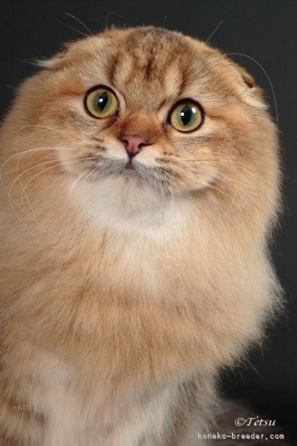 【2024-25年度TICA ASIA EAST Regional BEST KITTEN】｜久保田　彩(くぼた　あや)ブリーダー(千葉県・スコティッシュフォールドなど・CFA/TICA/PCM(TICA傘下)四代血統書登録)の紹介写真2
